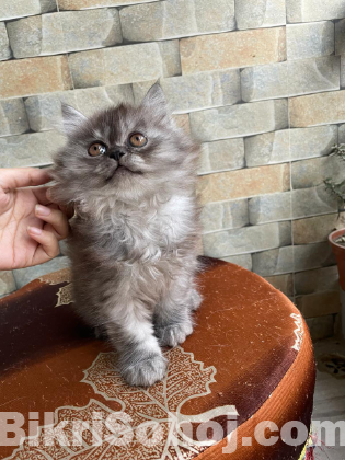 Persian male kitten